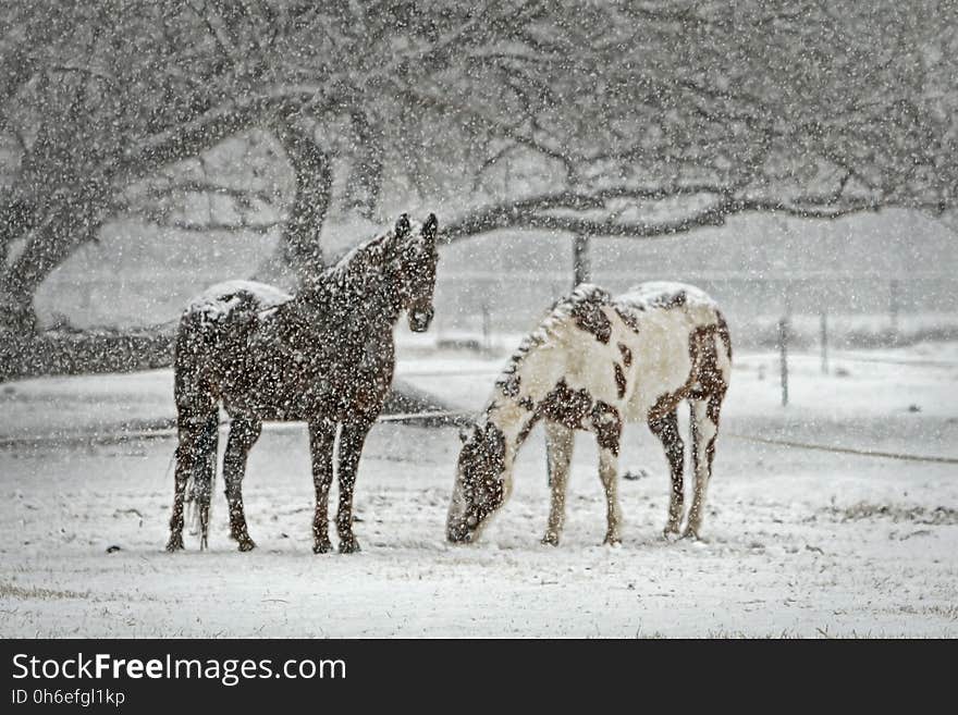 Snow, Wildlife, Fauna, Horse Like Mammal