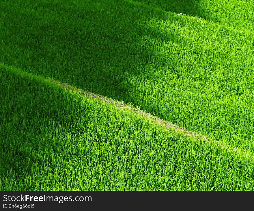 Grass, Green, Field, Lawn