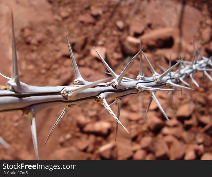 Flora, Thorns Spines And Prickles, Plant, Grass Family