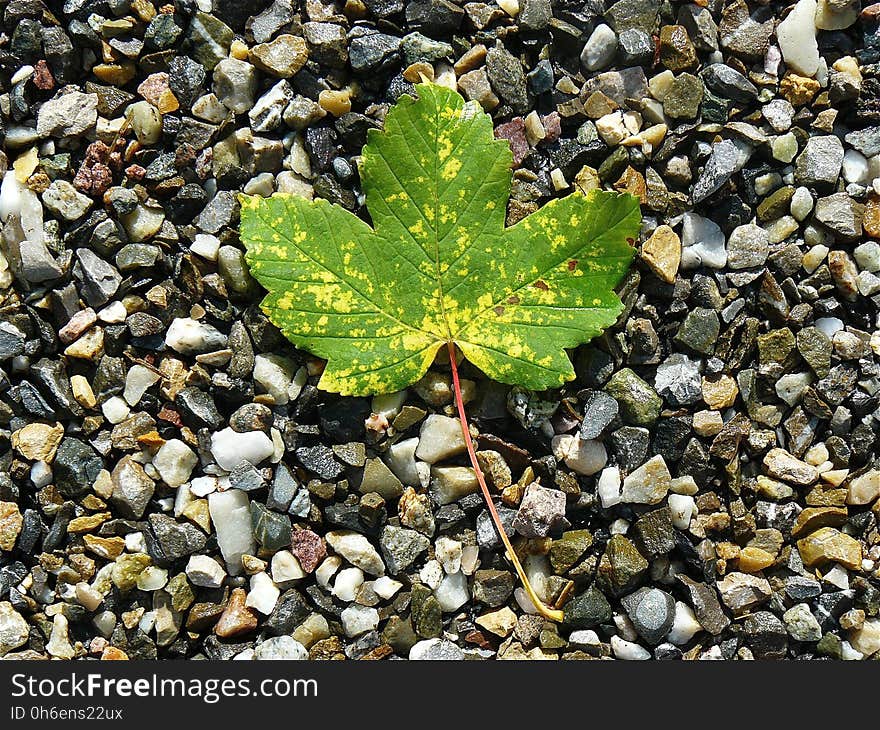 Leaf, Plant, Autumn