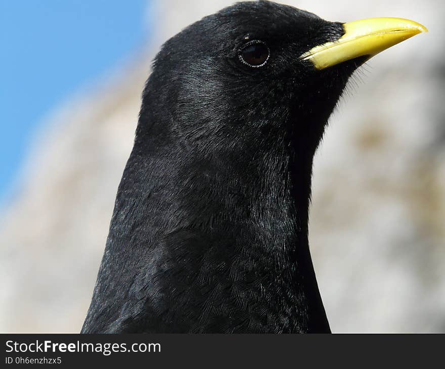 Bird, Beak, Fauna, American Crow