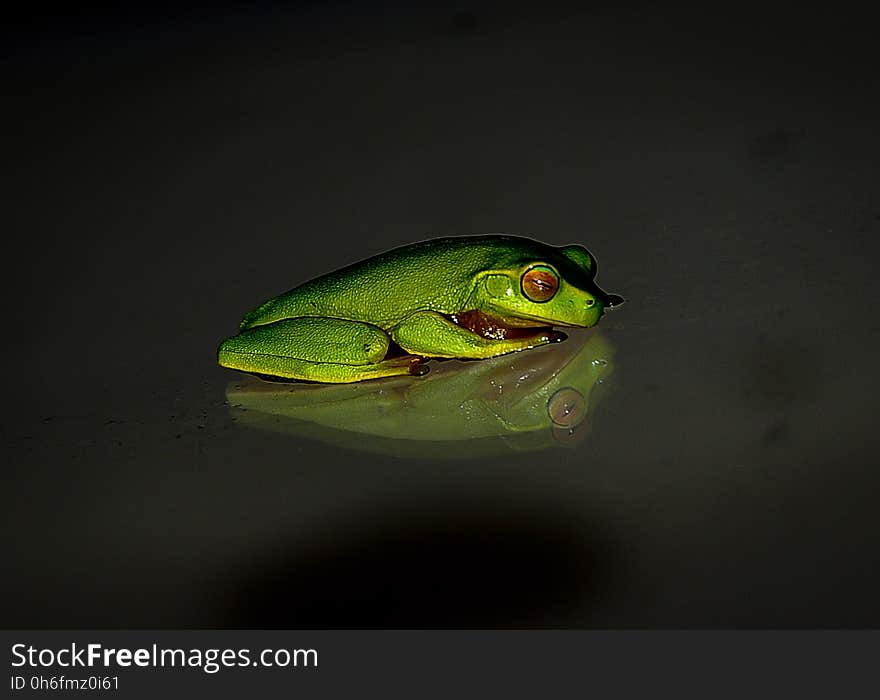 Ranidae, Tree Frog, Frog, Amphibian