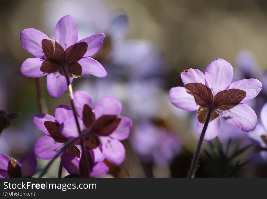 Flower, Flora, Purple, Plant