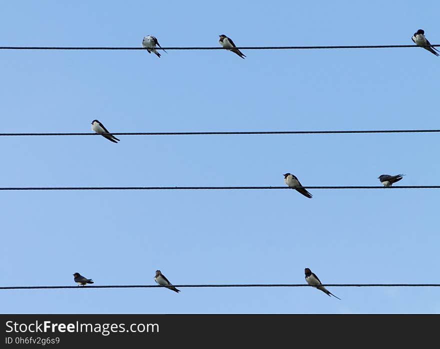 Bird, Sky, Fauna, Line