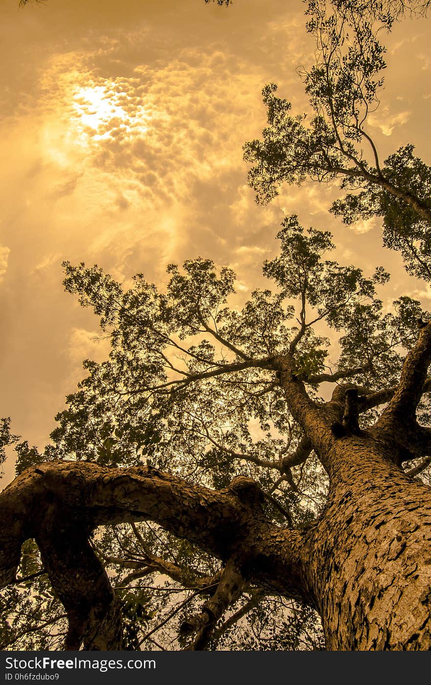 Tree, Nature, Woody Plant, Vegetation