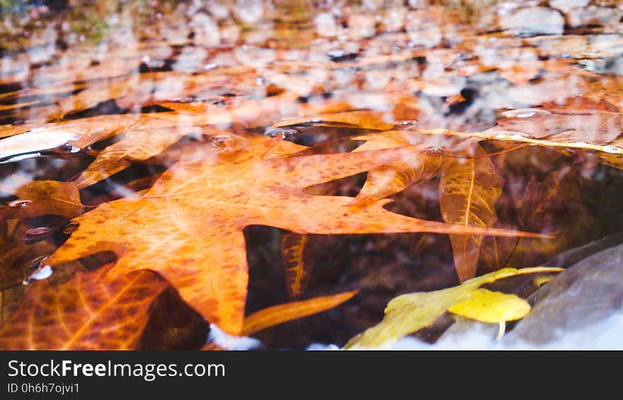 Natural environment, Sky, Wood, Water, Branch, Orange