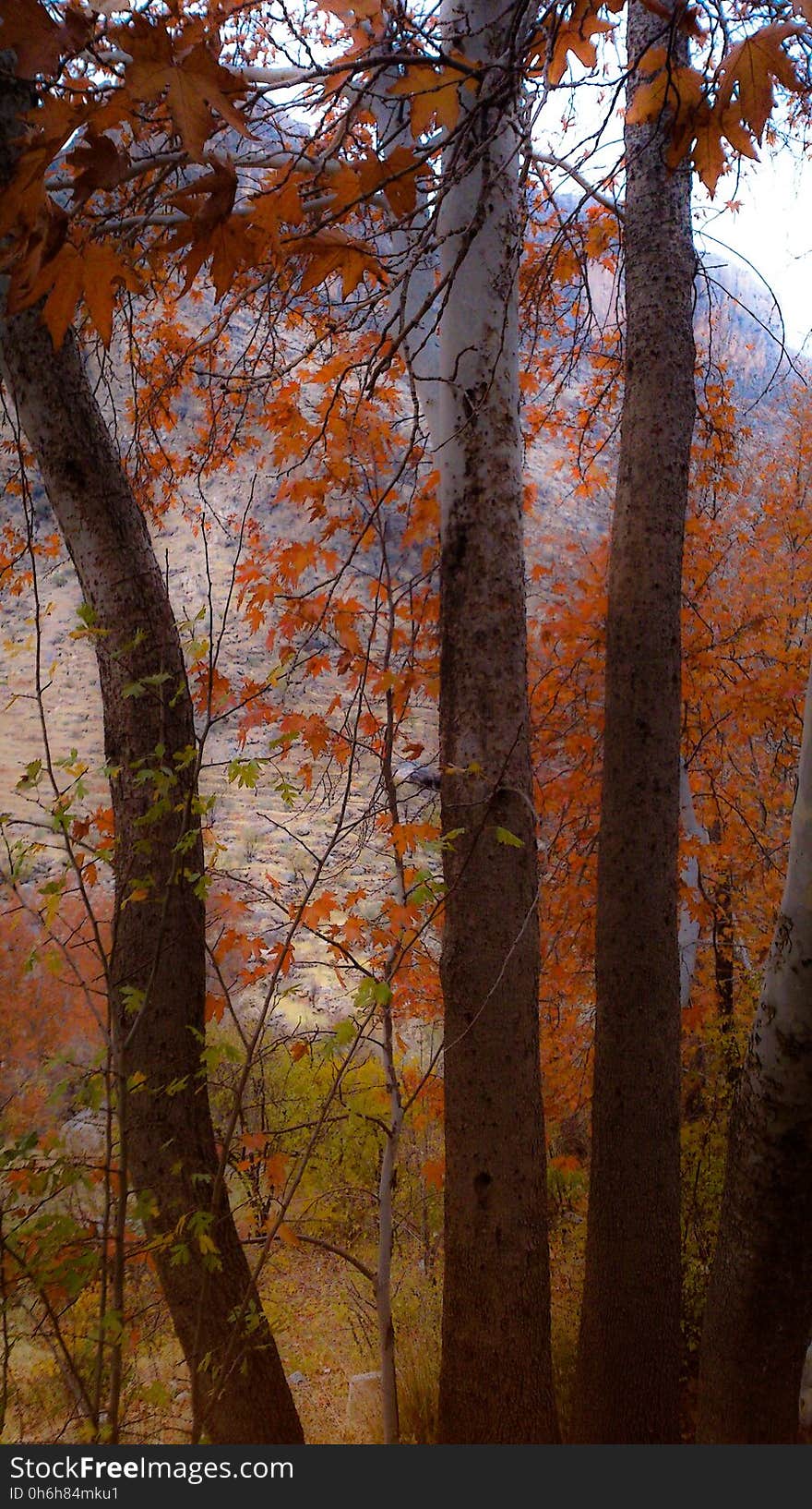 Brown, Plant, Natural landscape, Twig, Wood, Trunk