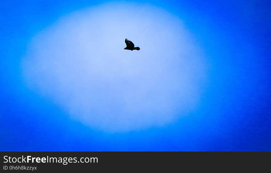 Atmosphere, Bird, Blue, Sky, Wing, Electric blue