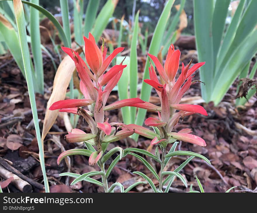 Indian Paintbrush wildflowers in the front yard. Indian Paintbrush wildflowers in the front yard