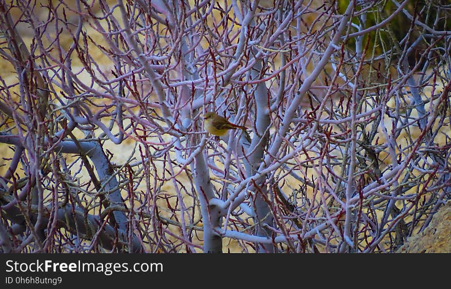 Bird, Plant, Twig, Beak, Wood, Feather