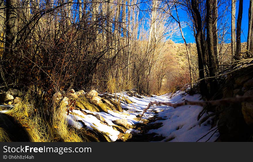 Plant, Snow, Sky, Natural landscape, Wood, Natural environment