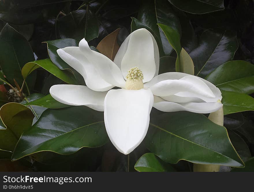 NC 09 - MAGNOLIA BLOSSOM &#x28;Magnolia grandiflora&#x29; &#x28;June 2017&#x29;