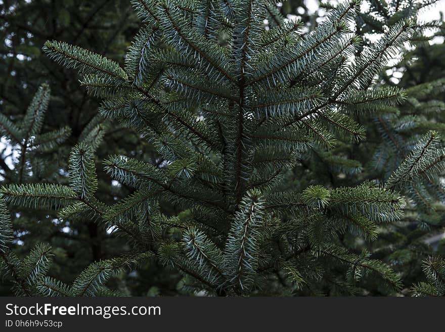 Green Pine Tree Branches With Needles