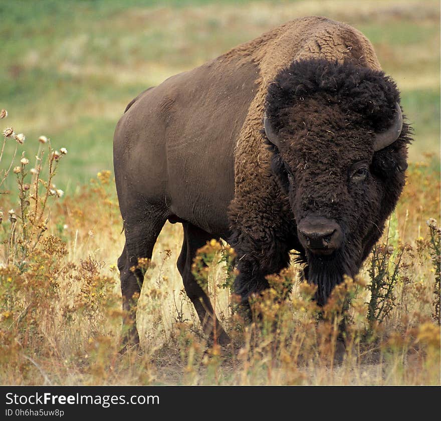 Large Bison