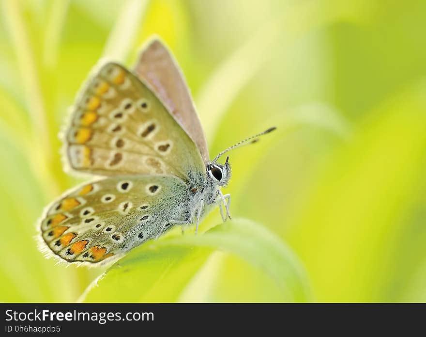 Yellow Brown and Silver Butterfly Sitting on a Grass