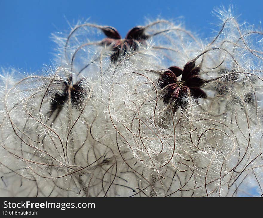 White Dandelion Seed