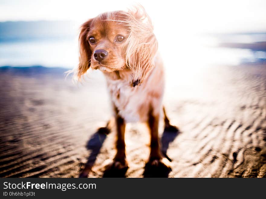 Tan Coated Small Dog