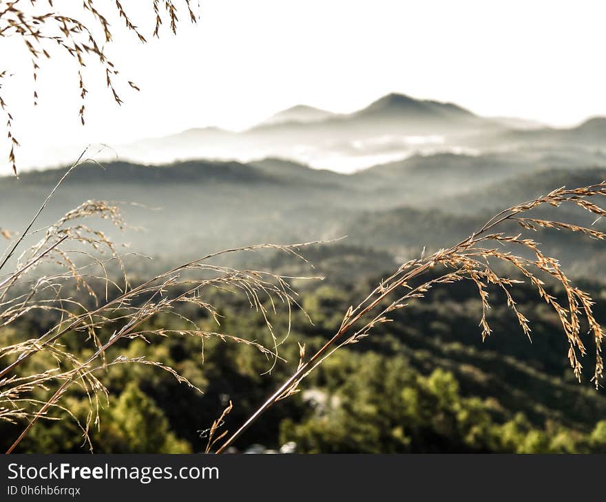 Green Misty Mountain View during Daytime