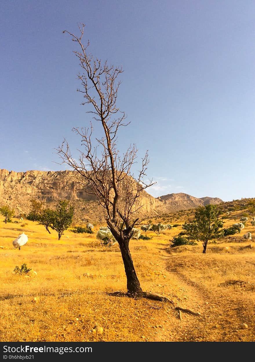 Sky, Plant, Plant community, Natural landscape, Tree, Twig