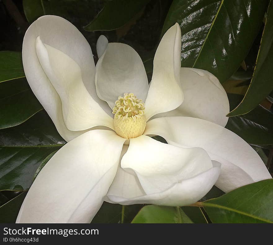 NC 11 - MAGNOLIA BLOSSOM &#x28;Magnolia grandiflora&#x29; &#x28;June 2017&#x29;