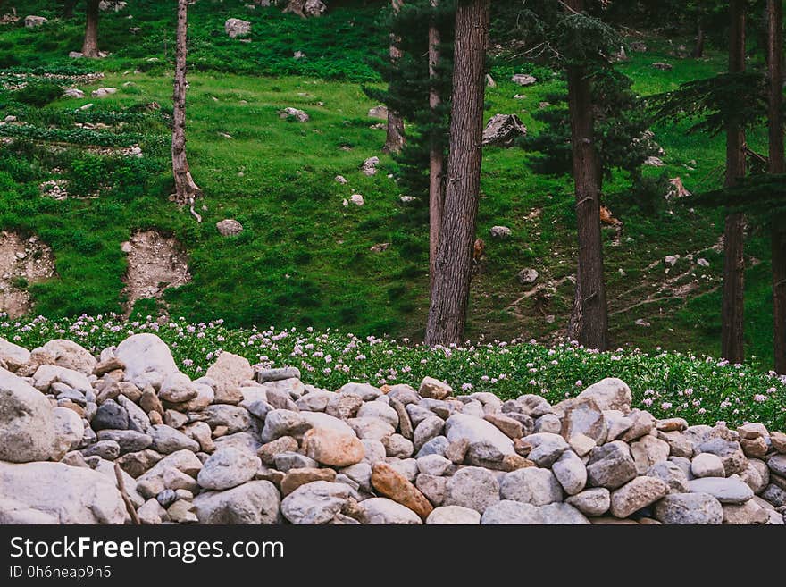 Gray Rock Near Green Grass Lawn and Tall Trees