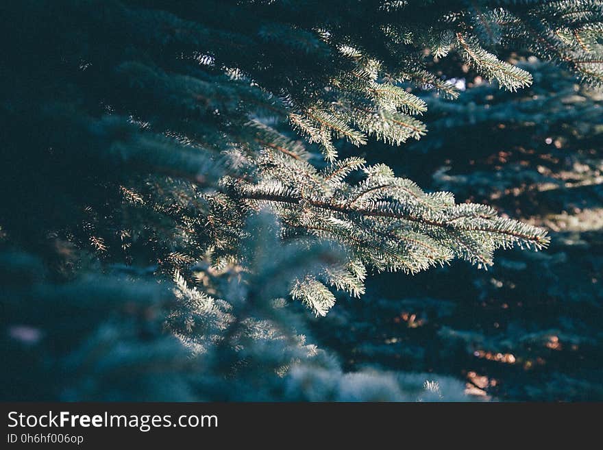 Green Pine Tree in Front of Another Pine Tree during Daytime