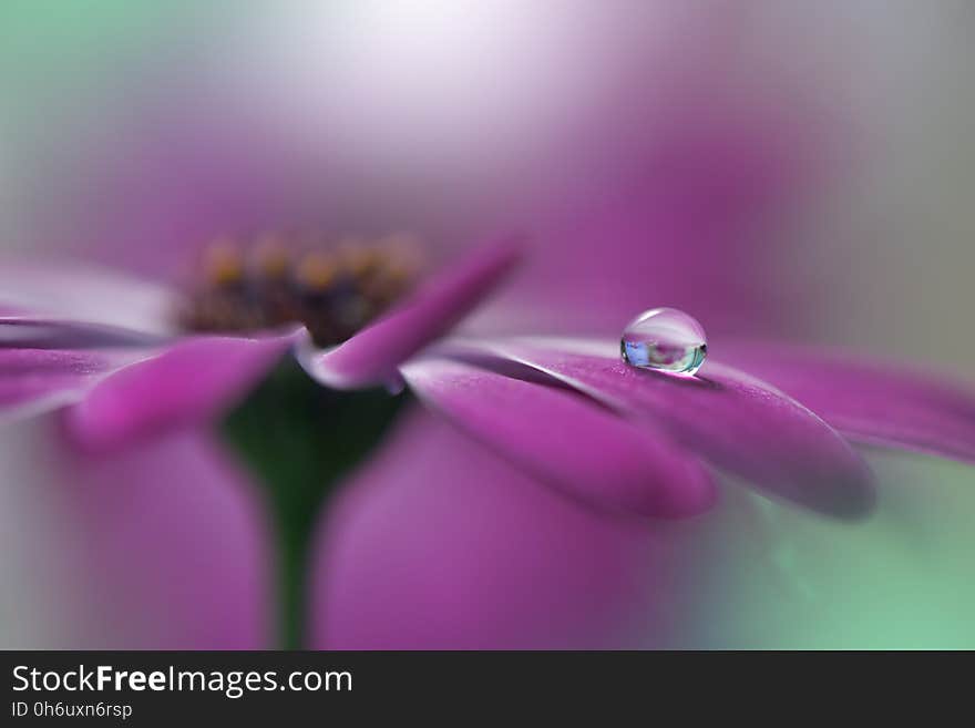 Drop,floral background closeup.Tranquil abstract art photography.Print for Wallpaper.Floral fantasy design.Nature,plant,pure.