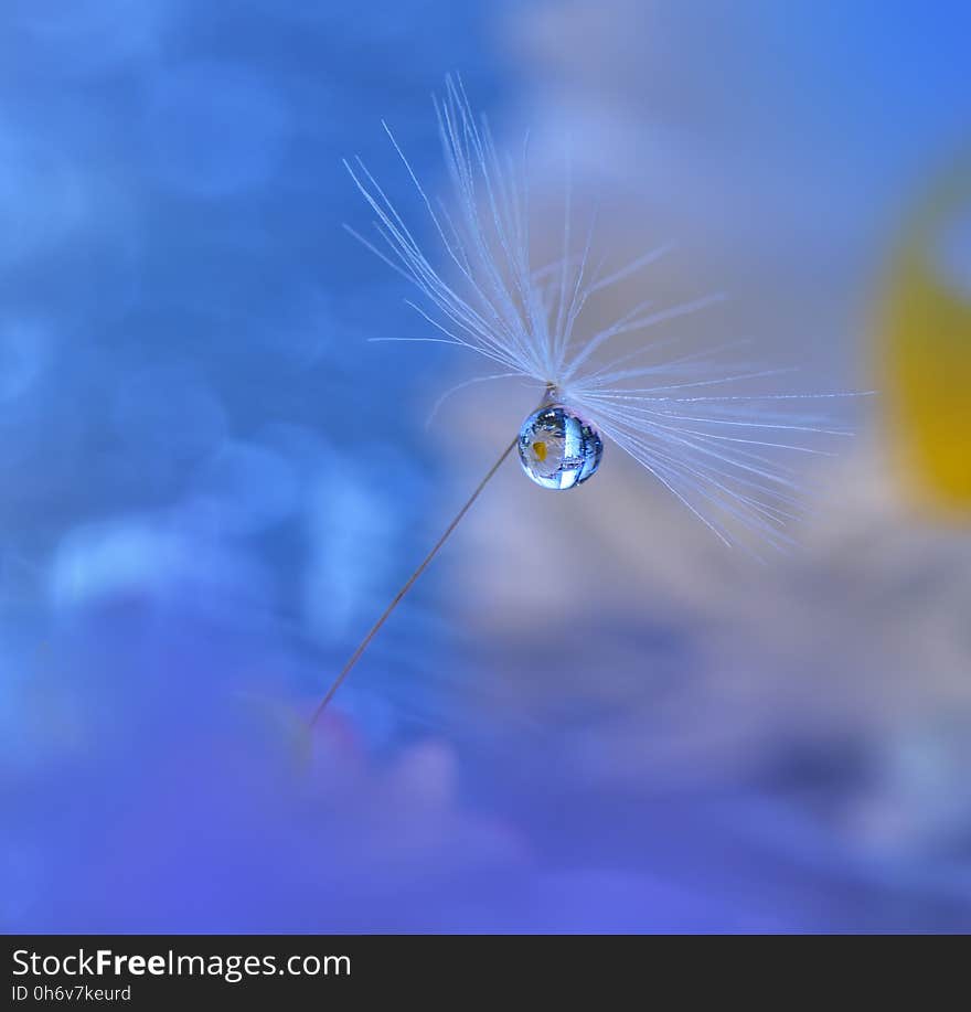Abstract macro photo with dandelion and water drops.Artistic Blue Background for desktop. Flowers made with pastel tones.Tranquil abstract closeup art photography.Print for Wallpaper...Floral fantasy design. Abstract macro photo with dandelion and water drops.Artistic Blue Background for desktop. Flowers made with pastel tones.Tranquil abstract closeup art photography.Print for Wallpaper...Floral fantasy design...