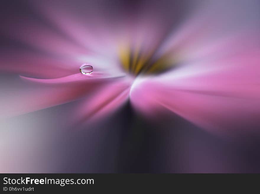 Drop on floral background closeup.Tranquil abstract closeup art photography.Print for Wallpaper...Floral fantasy design...