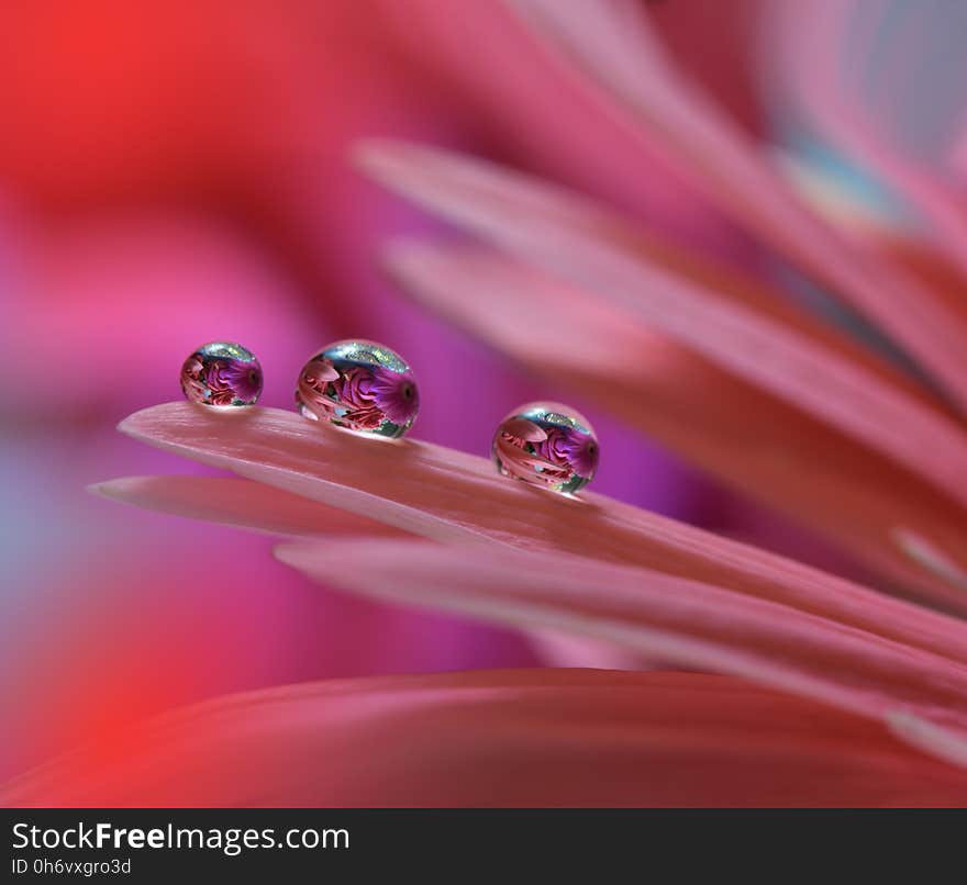 Abstract macro photo with flower and water drops.Artistic Motion Background for desktop. Flowers made with pastel tones.Tranquil abstract closeup art photography.Print for Wallpaper...Floral fantasy design. Abstract macro photo with flower and water drops.Artistic Motion Background for desktop. Flowers made with pastel tones.Tranquil abstract closeup art photography.Print for Wallpaper...Floral fantasy design...