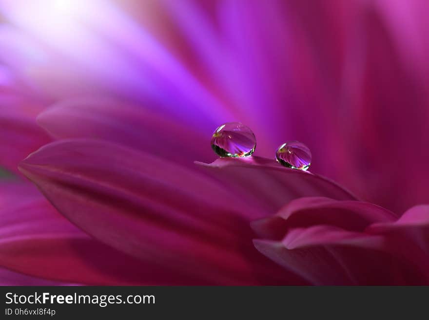 Drops on floral background closeup.Tranquil abstract closeup art photography.Print for Wallpaper...Floral fantasy design...