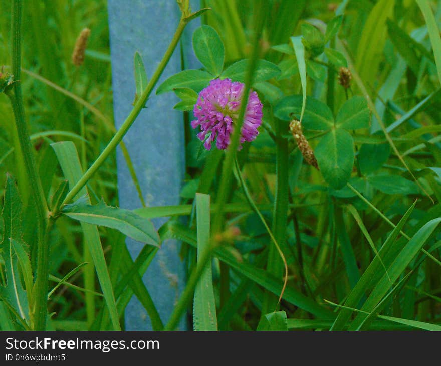 Purple flower; Tuckahoe, Cape May County, New Jersey