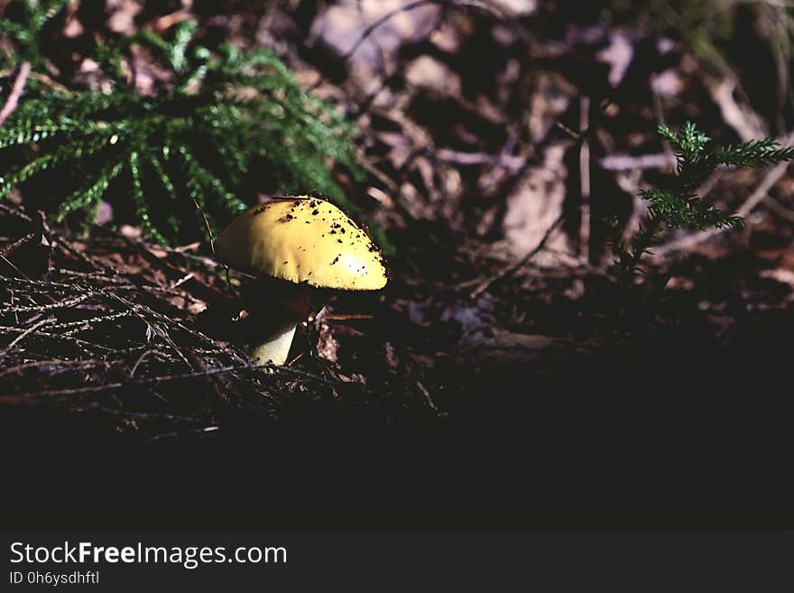 Mushroom Beside Green Plant