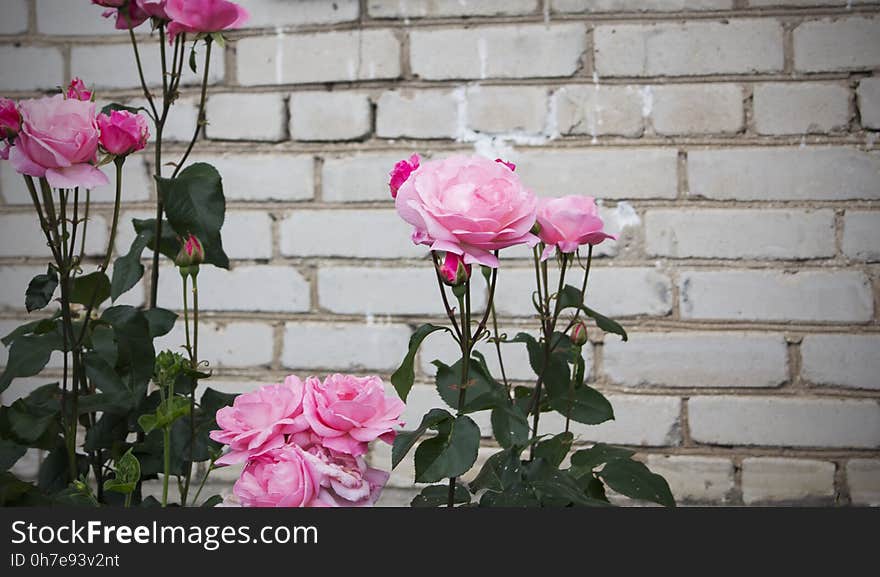 Pink roses on a brick wall background