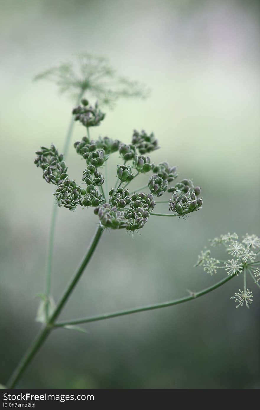 Flora, Plant, Vegetation, Cow Parsley