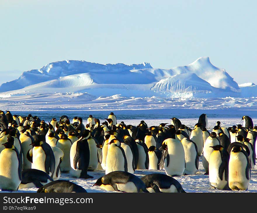 Penguin, Flightless Bird, Arctic, Arctic Ocean