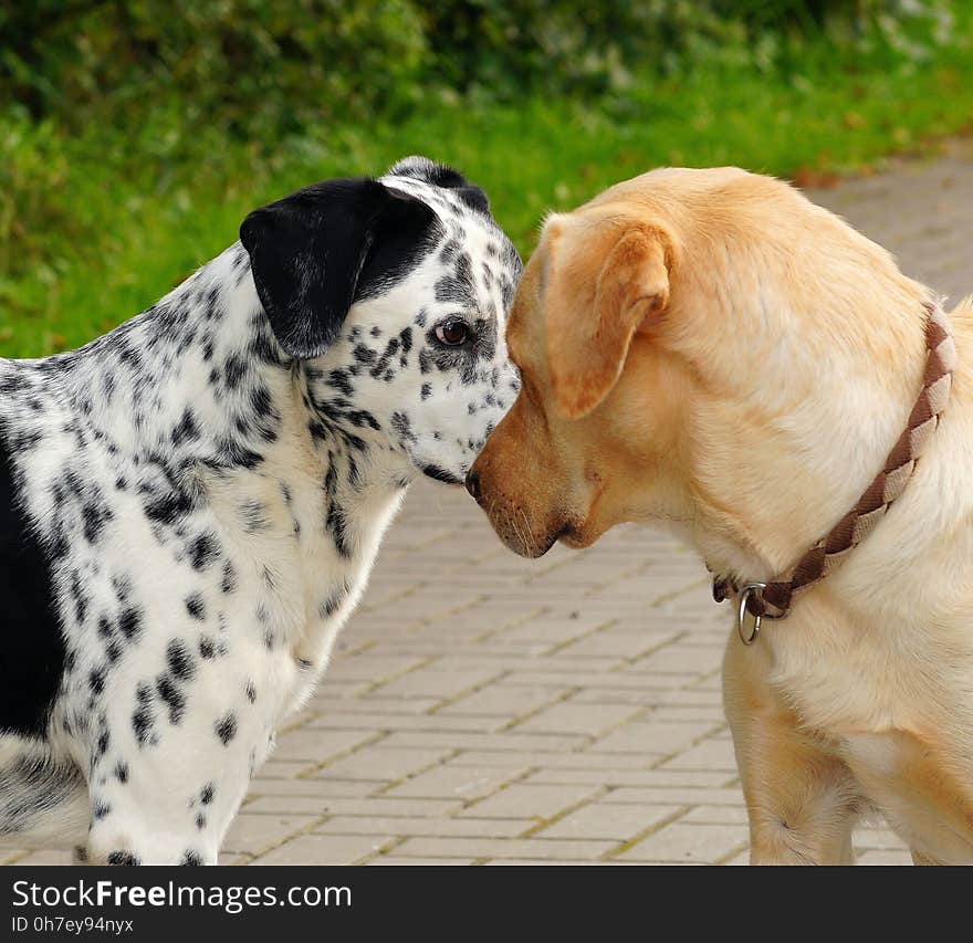 Dog, Dog Breed, Dog Like Mammal, Snout