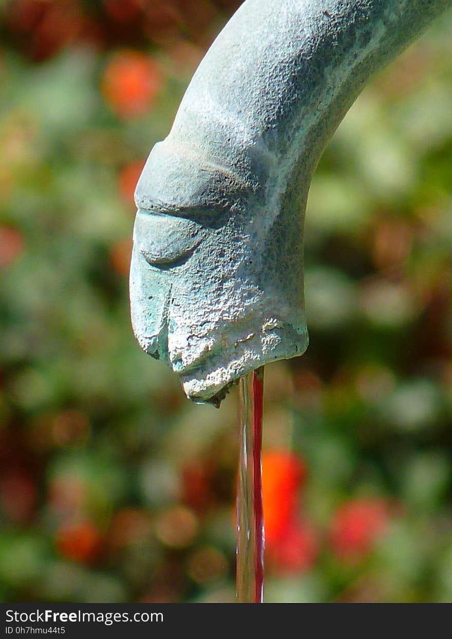 Close Up, Macro Photography, Plant Stem, Beak