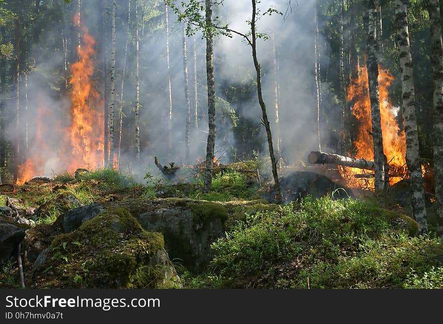 Wildfire, Forest, Ecosystem, Vegetation