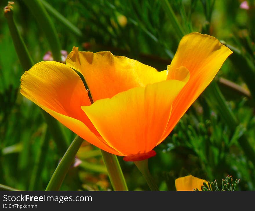 Flower, Eschscholzia Californica, Wildflower, Yellow