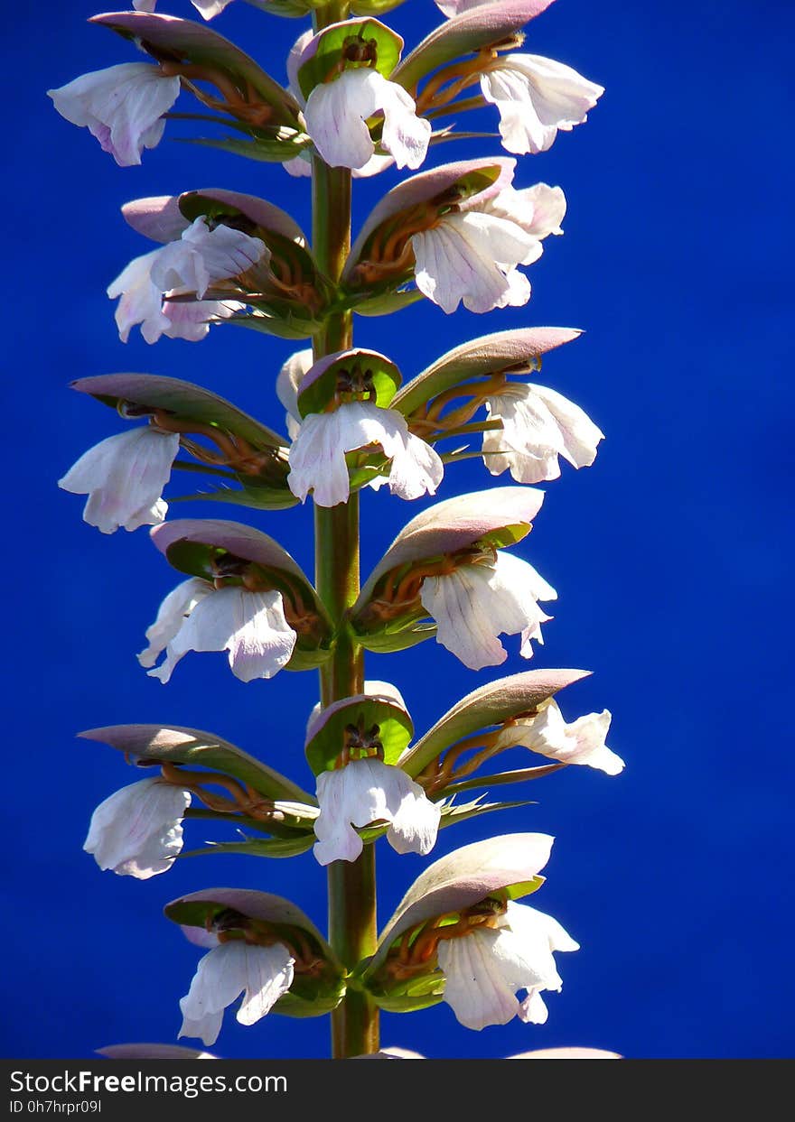 Plant, Flower, Flowering Plant, Flora