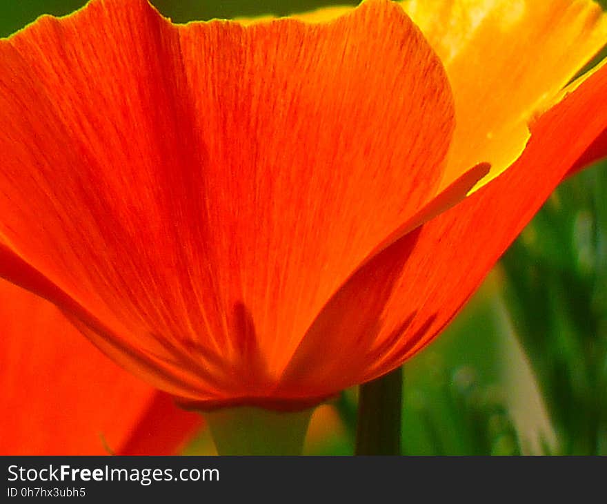 Flower, Orange, Wildflower, Poppy