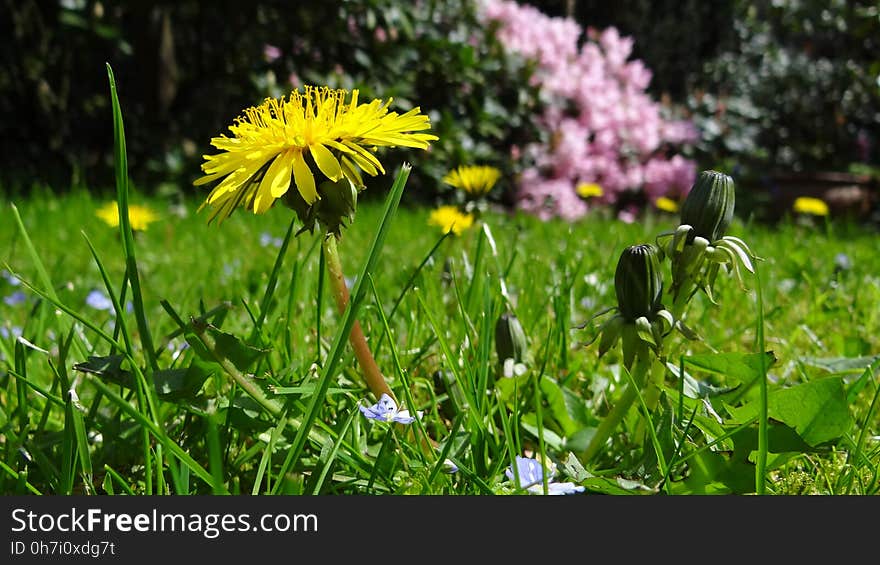 Flower, Flora, Plant, Meadow