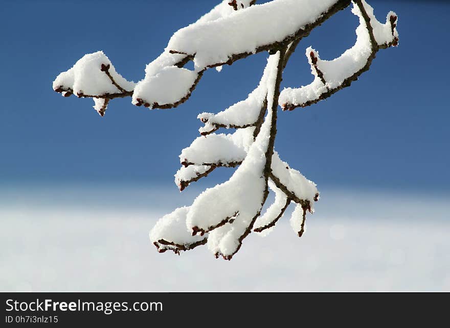 Sky, Branch, Cloud, Freezing