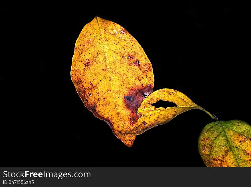 Leaf, Macro Photography, Close Up, Still Life Photography