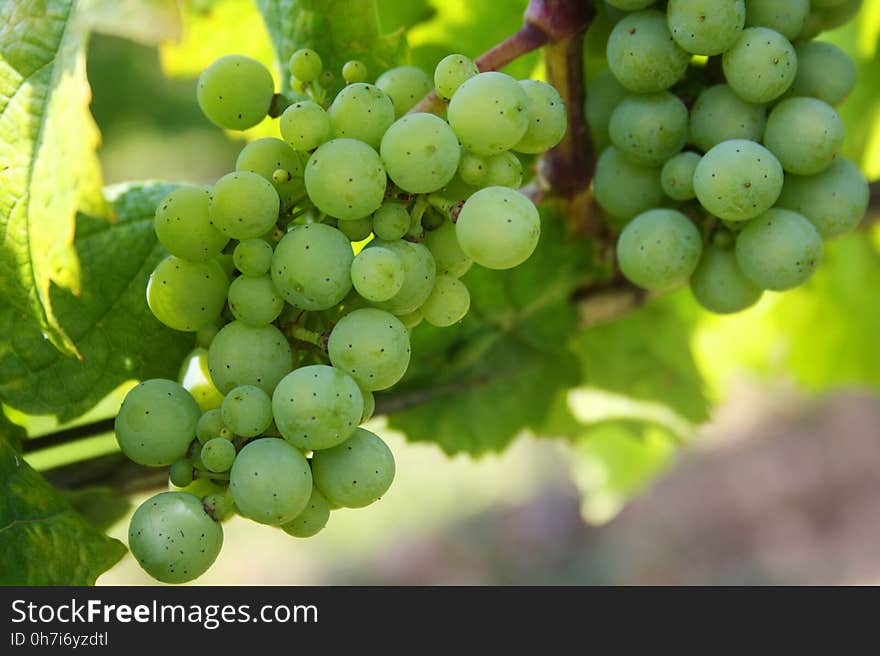 Grape, Grapevine Family, Fruit, Seedless Fruit