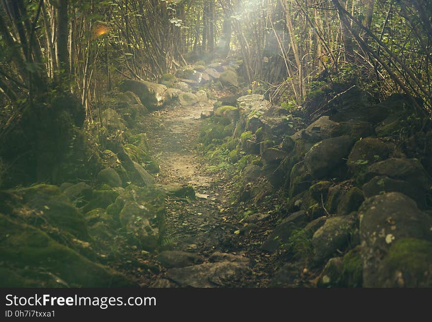 Vegetation, Nature, Nature Reserve, Water