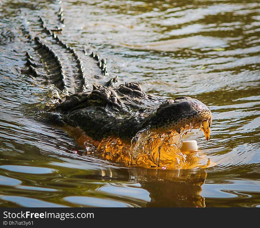 Crocodilia, Alligator, American Alligator, Water