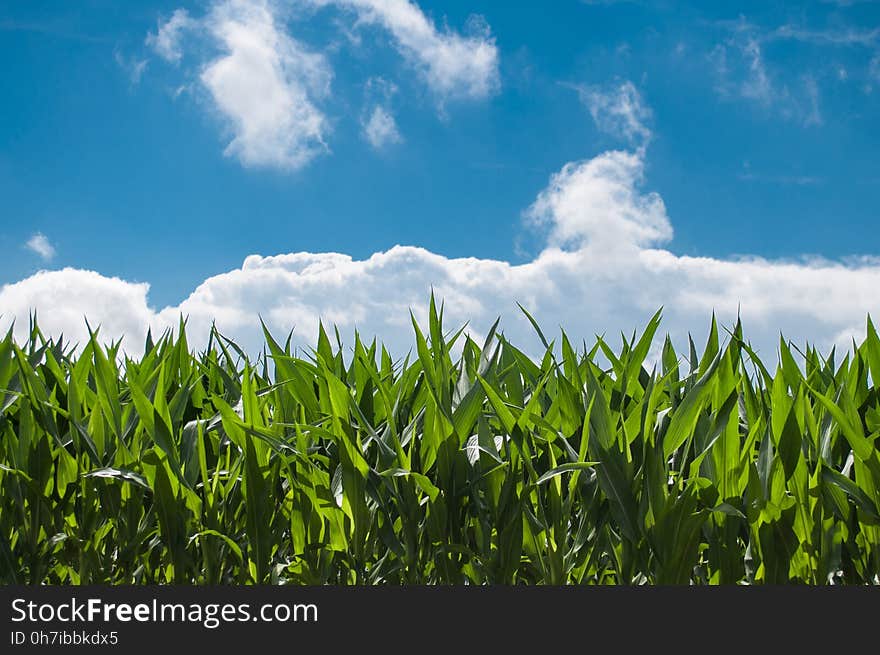 Sky, Field, Crop, Grassland