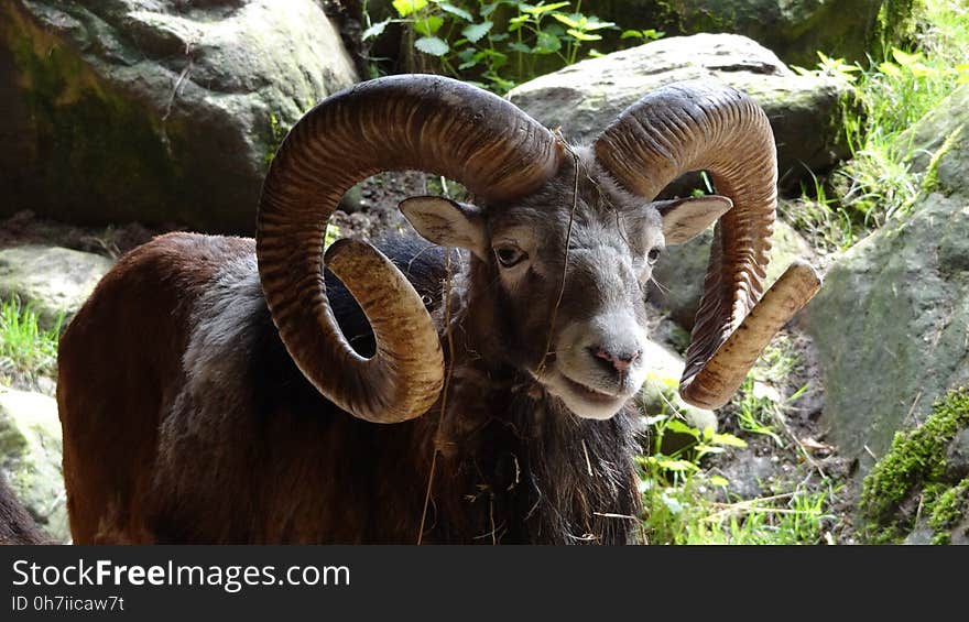 Horn, Fauna, Argali, Sheep